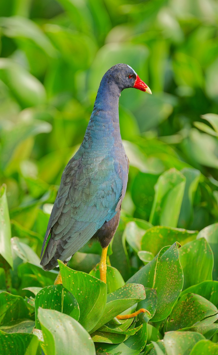 Purple Gallinule - ML619973942