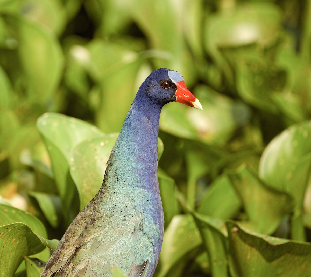 Purple Gallinule - ML619973944