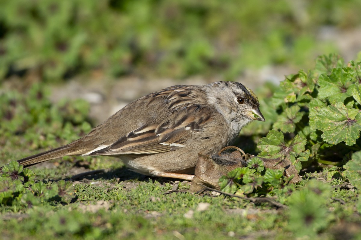 Golden-crowned Sparrow - ML619973952