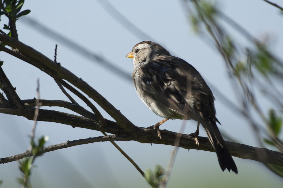 White-crowned Sparrow (Gambel's) - ML619973963