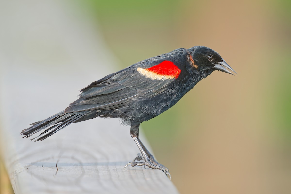Red-winged Blackbird - ML619973992