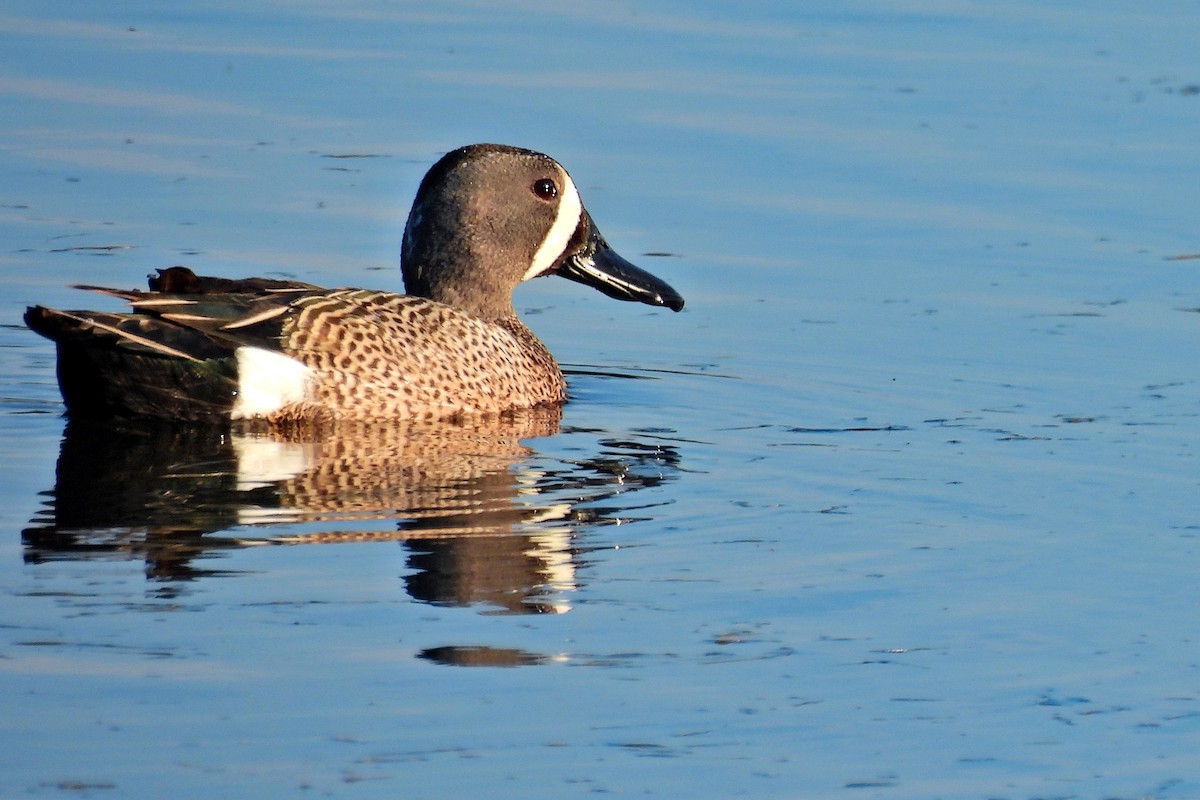 Blue-winged Teal - ML619974026