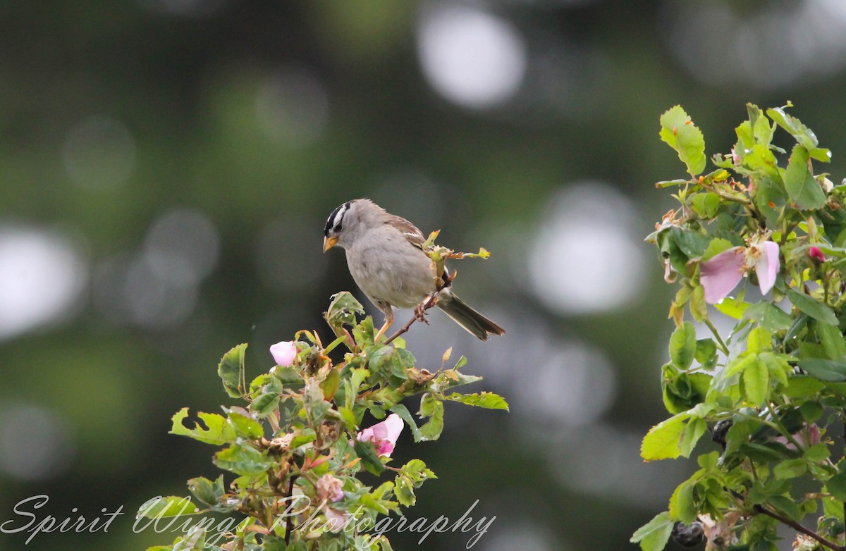 White-crowned Sparrow (pugetensis) - ML619974059