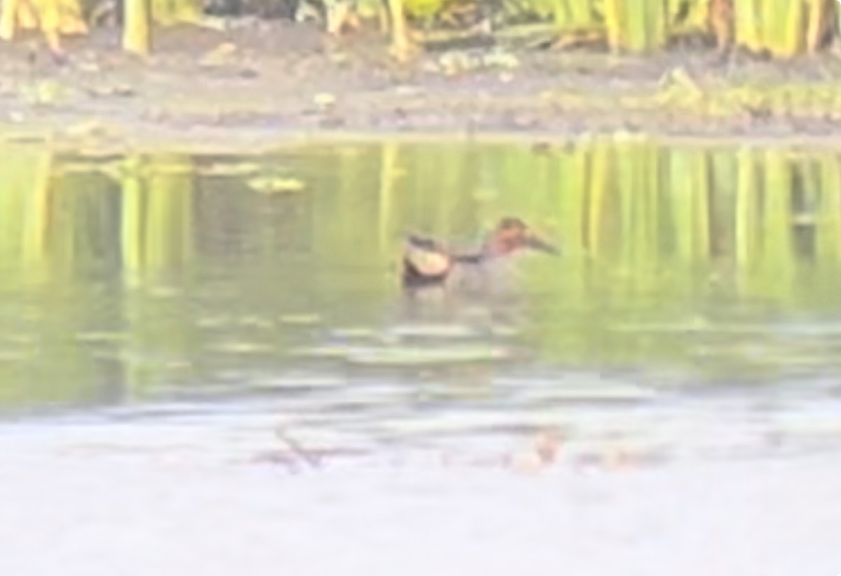 Green-winged Teal - ML619974060