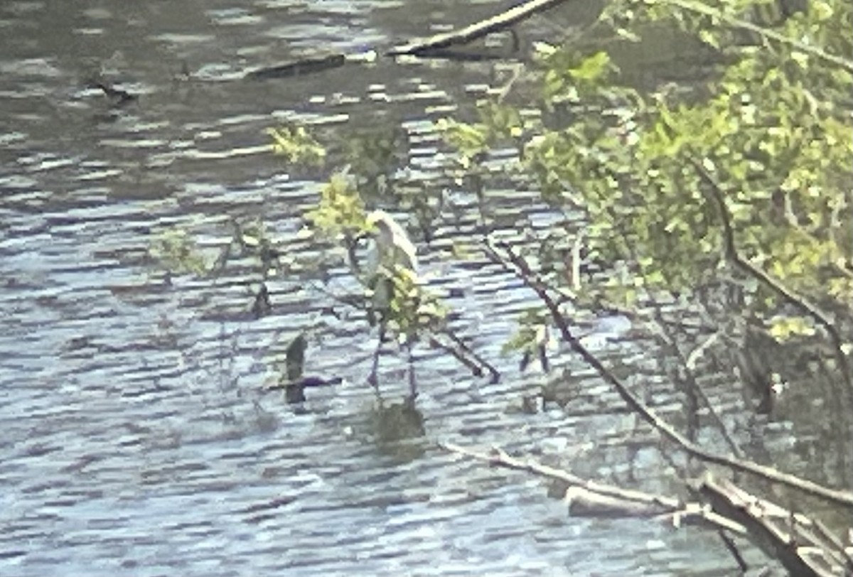 Snowy Egret - ML619974075