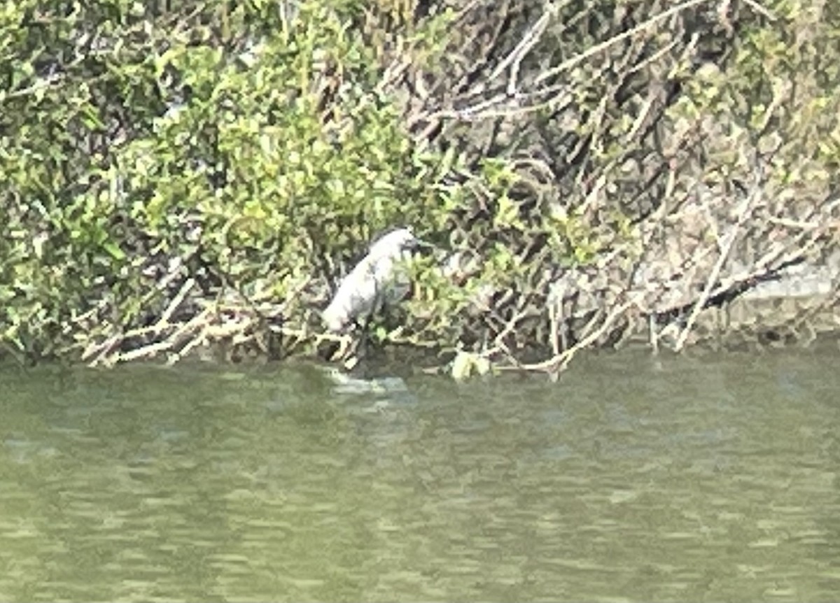 Snowy Egret - ML619974076