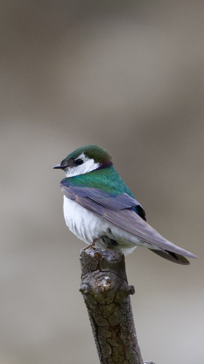 Violet-green Swallow - ML619974100