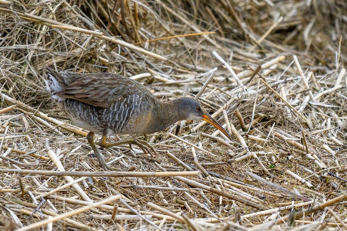 Clapper Rail - ML619974106