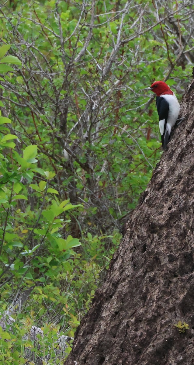Red-headed Woodpecker - ML619974116