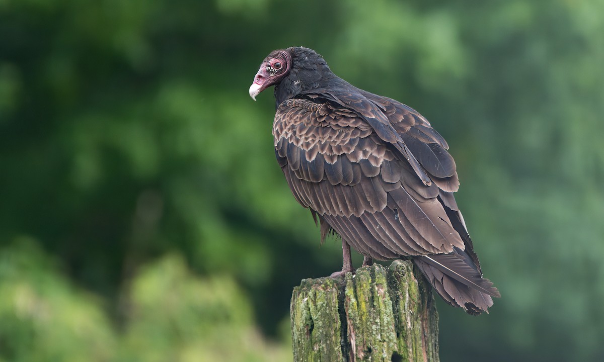 Turkey Vulture - ML619974126