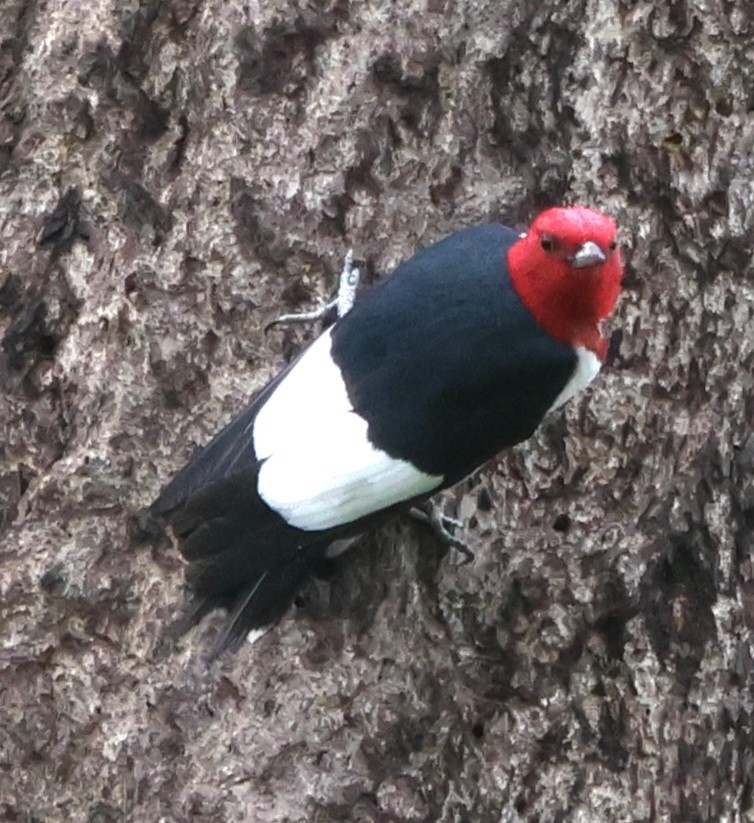Red-headed Woodpecker - ML619974127