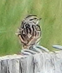 Savannah Sparrow - ML619974128