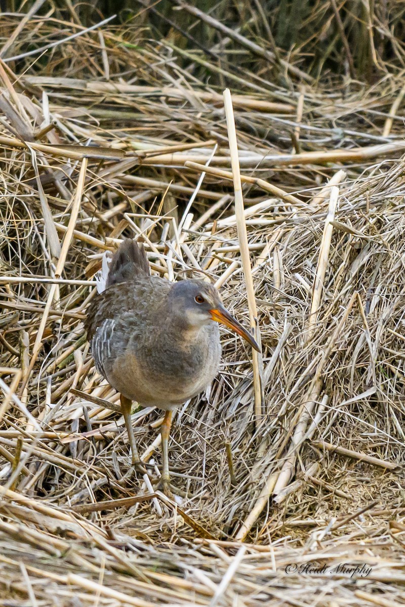 Clapper Rail - ML619974134