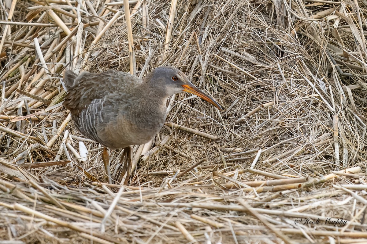 Clapper Rail - ML619974135