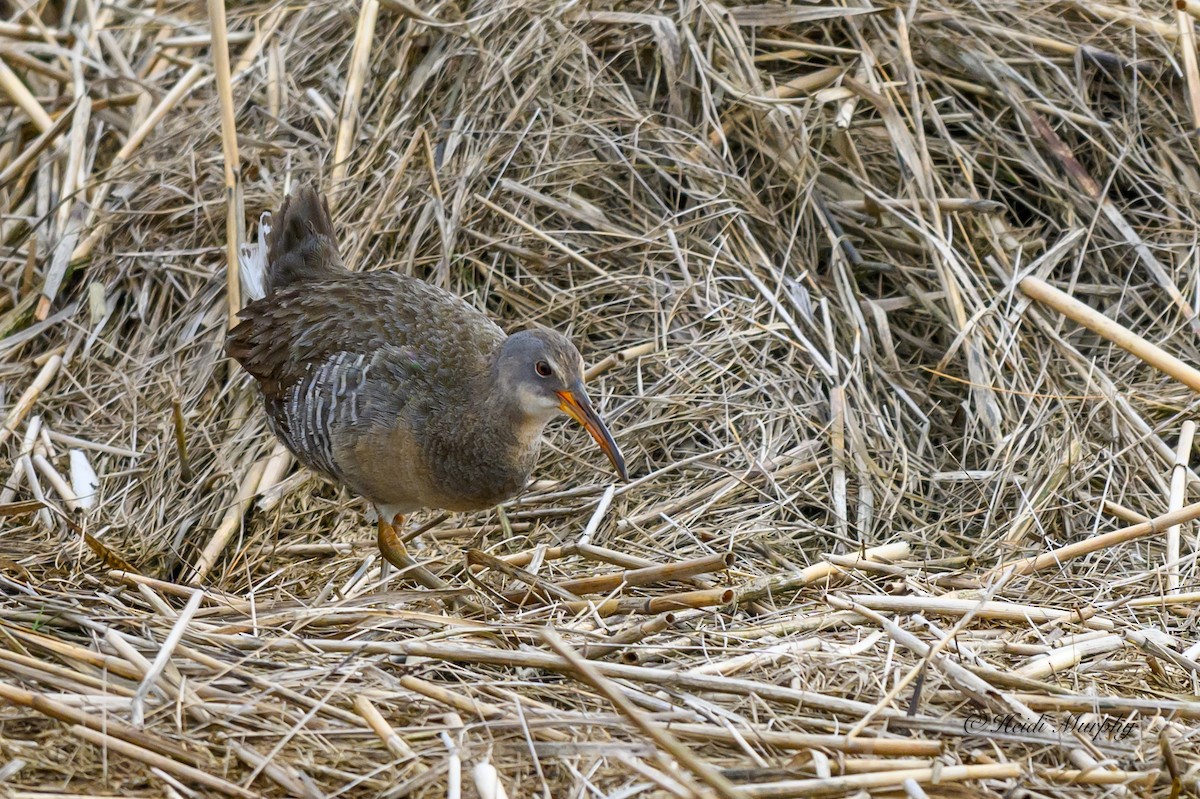 Clapper Rail - ML619974136