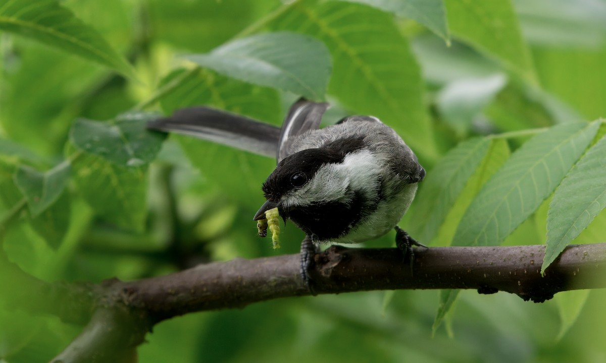 Black-capped Chickadee - ML619974141