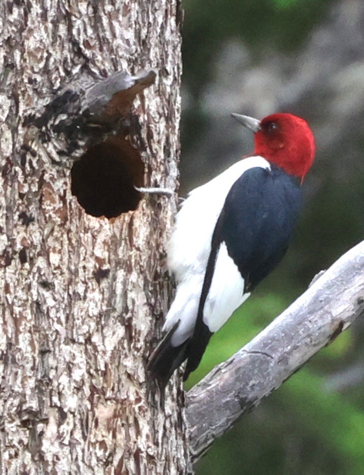 Red-headed Woodpecker - ML619974142