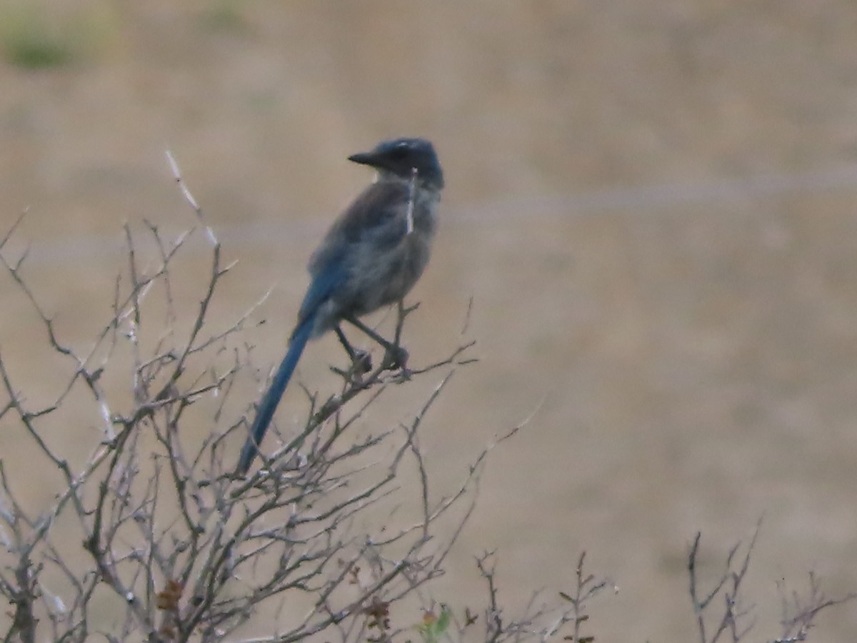 Woodhouse's Scrub-Jay - ML619974147