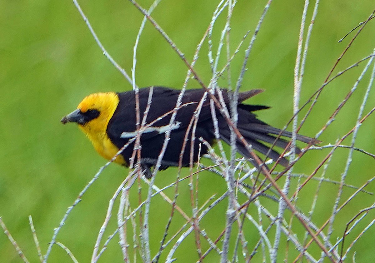 Yellow-headed Blackbird - ML619974150
