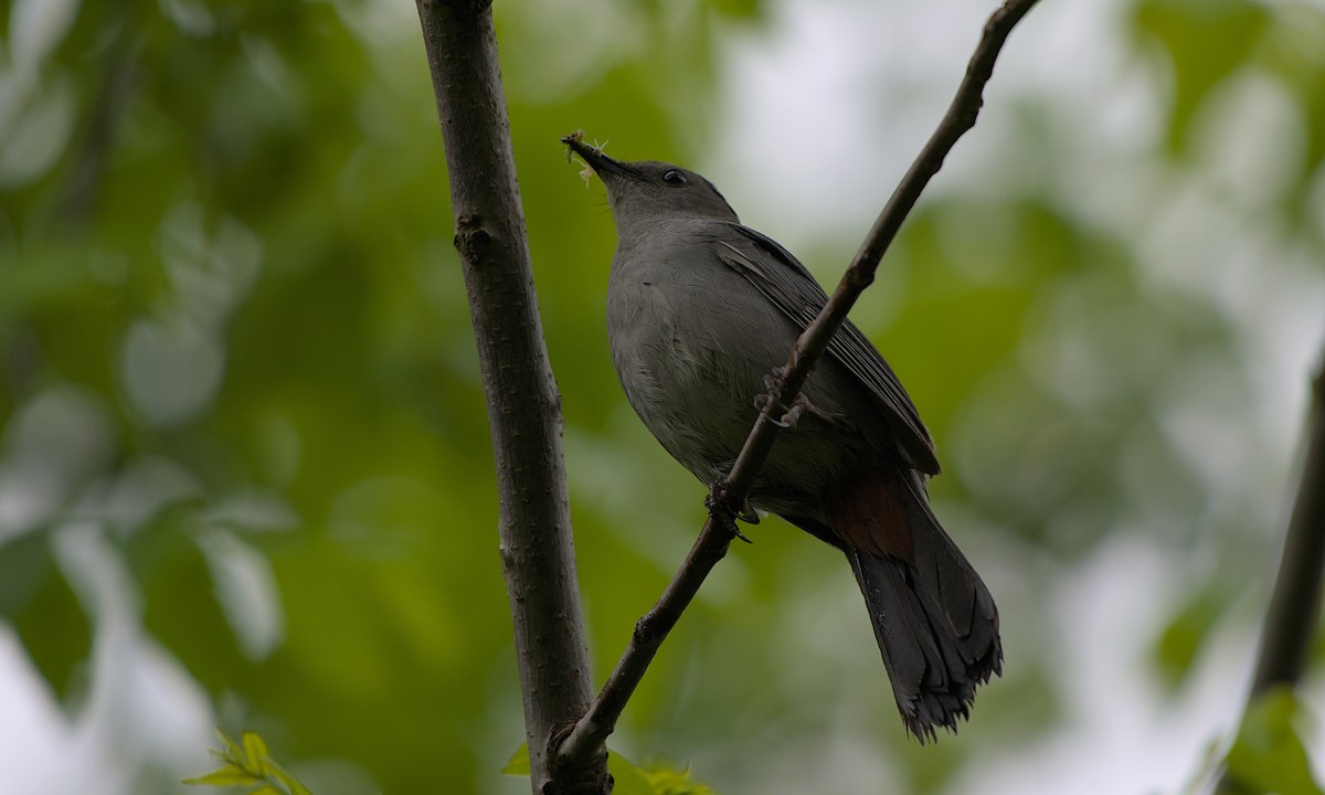 Gray Catbird - ML619974152