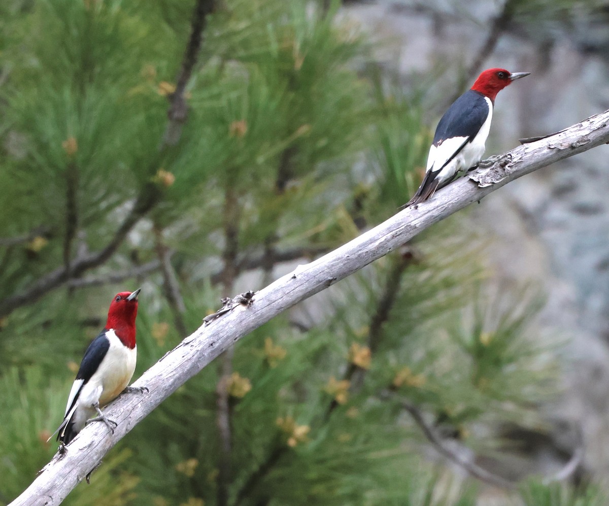 Red-headed Woodpecker - ML619974156
