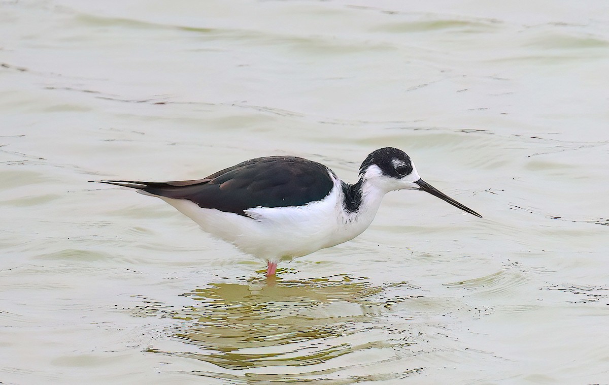 Black-necked Stilt - ML619974157