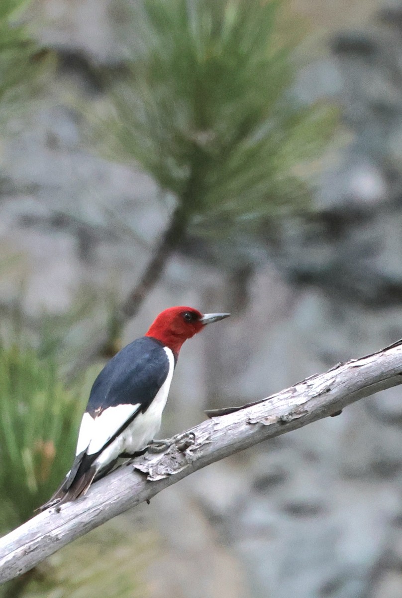 Red-headed Woodpecker - ML619974167