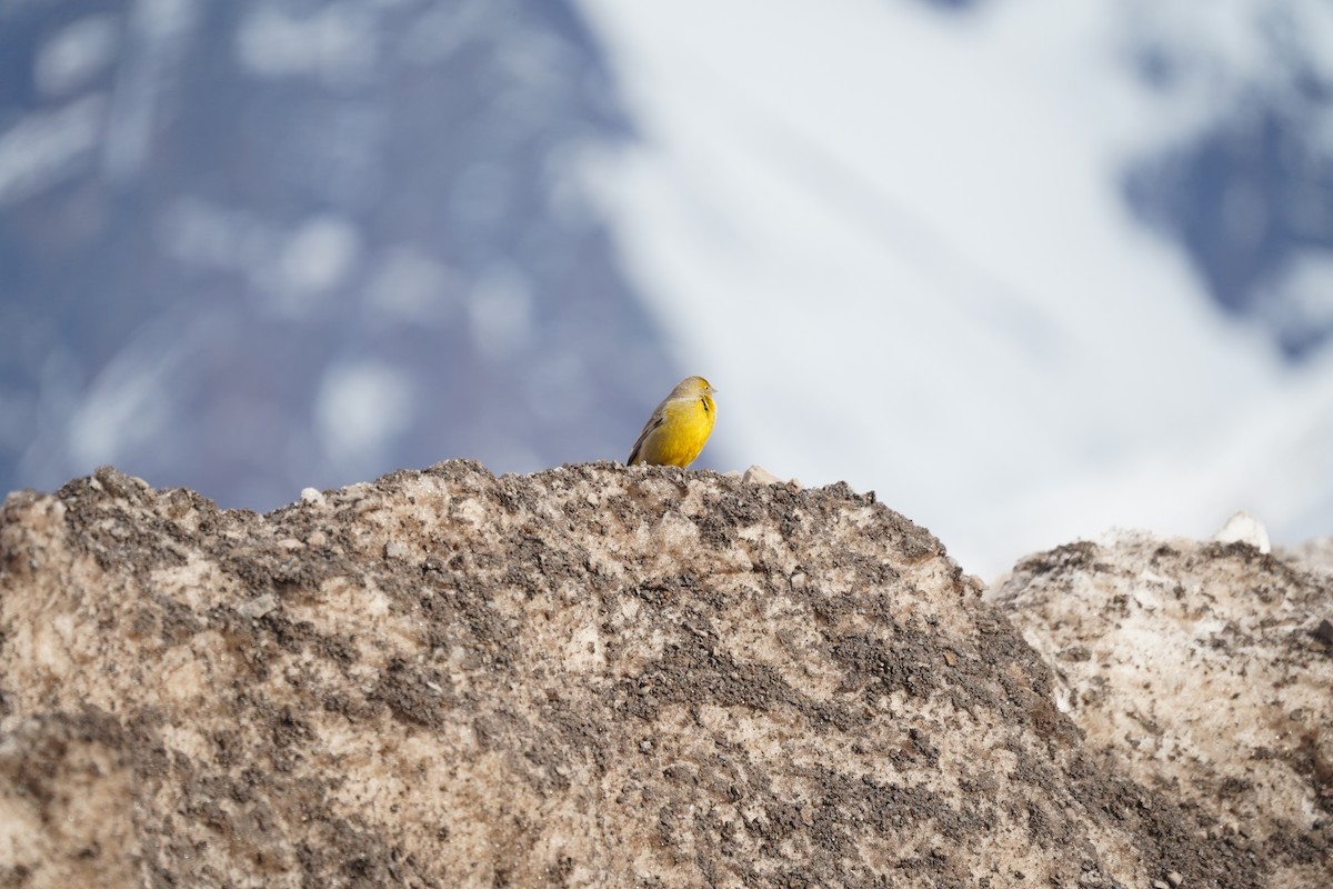 Greater Yellow-Finch - ML619974179