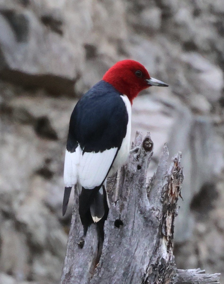 Red-headed Woodpecker - ML619974181