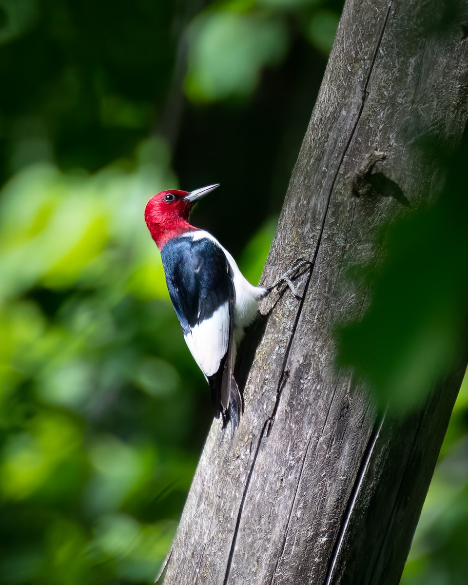 Red-headed Woodpecker - ML619974185