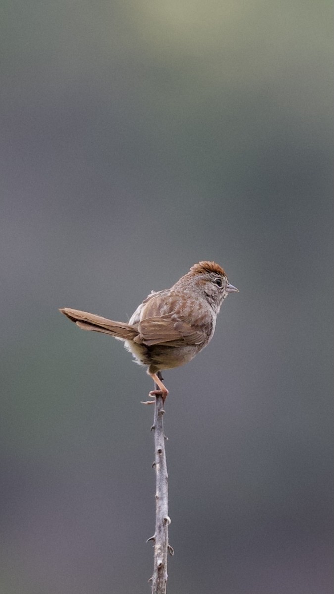 Rufous-crowned Sparrow - ML619974188