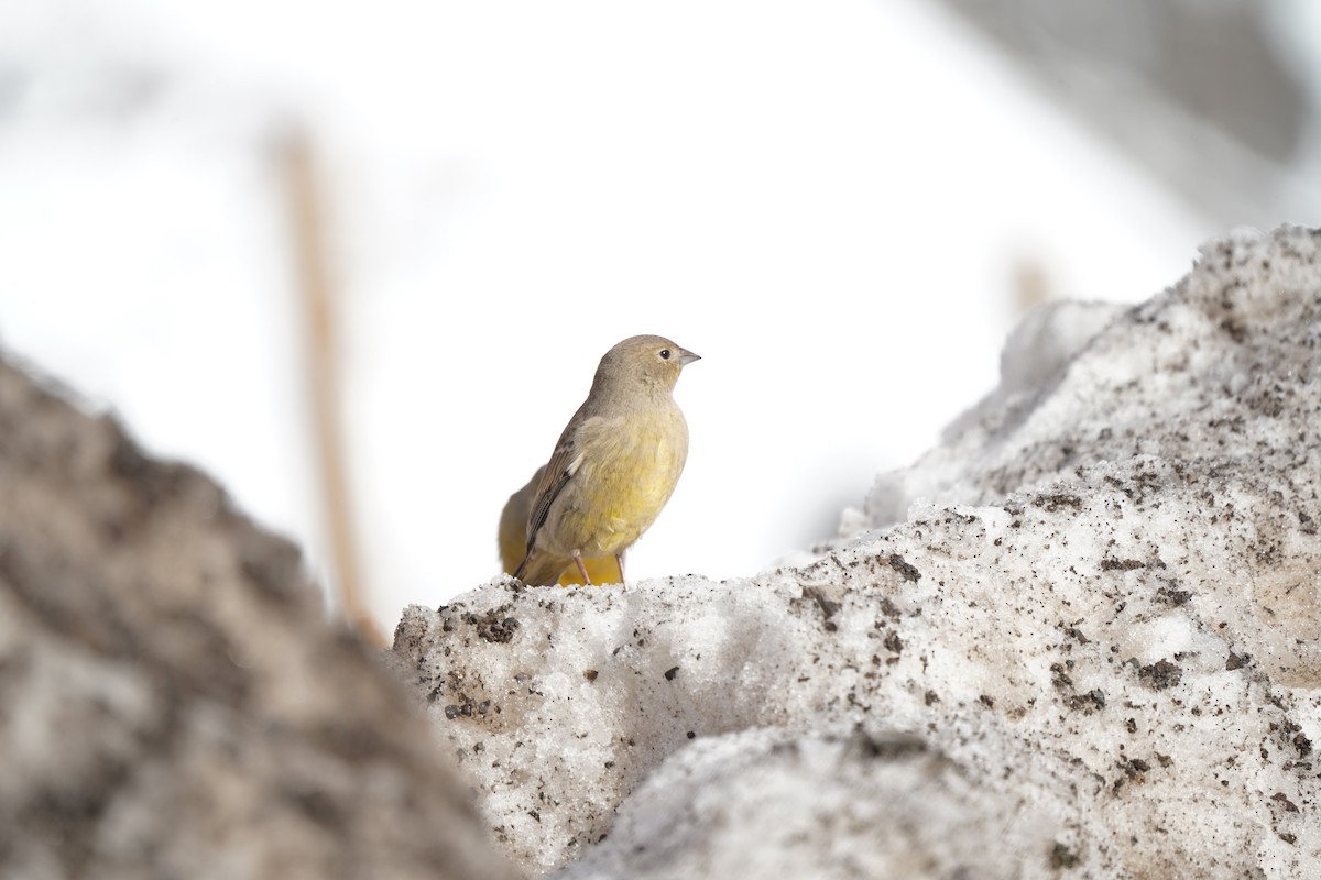 Greater Yellow-Finch - ML619974189
