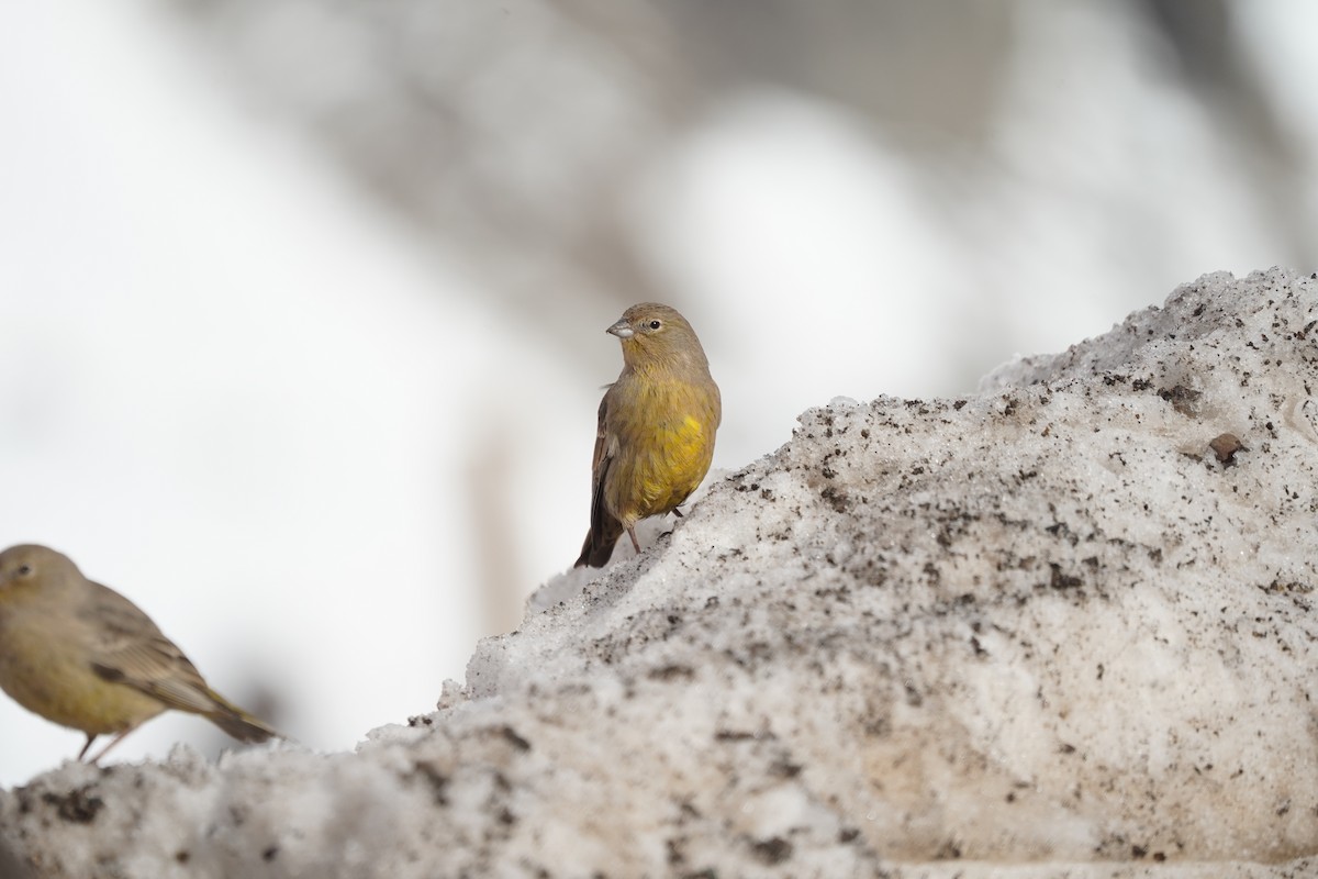 Greater Yellow-Finch - ML619974195