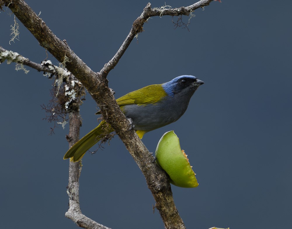 Blue-capped Tanager - ML619974196