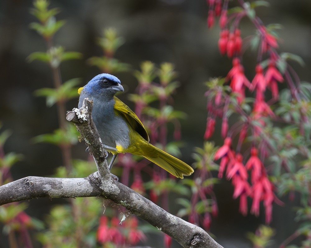 Blue-capped Tanager - ML619974197