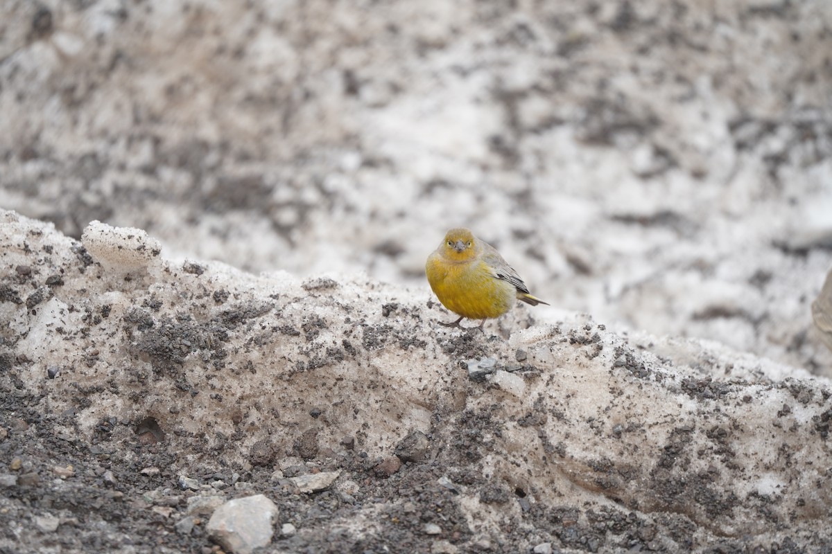 Greater Yellow-Finch - ML619974199