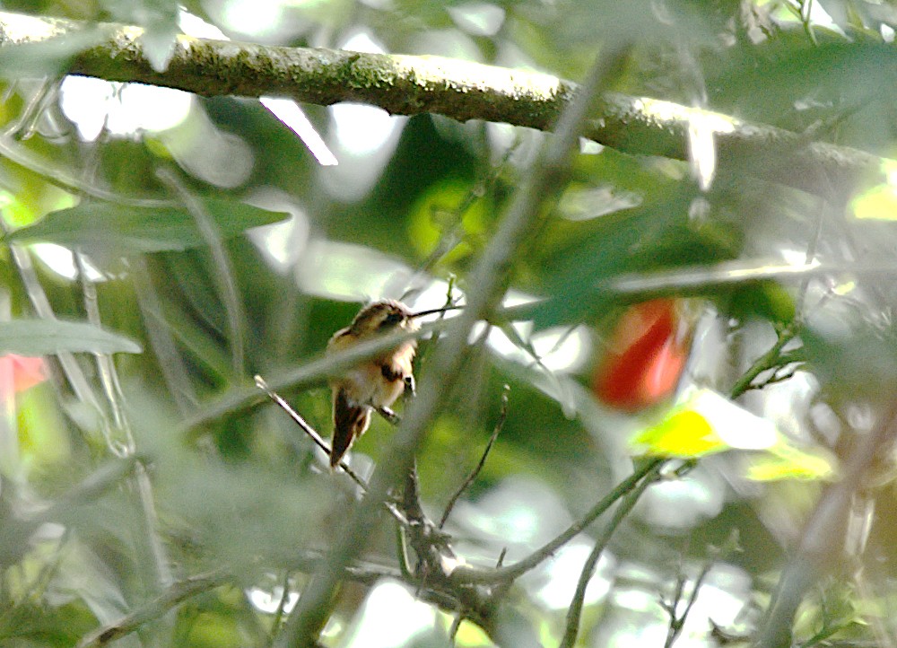 Rotschattenkolibri - ML619974201