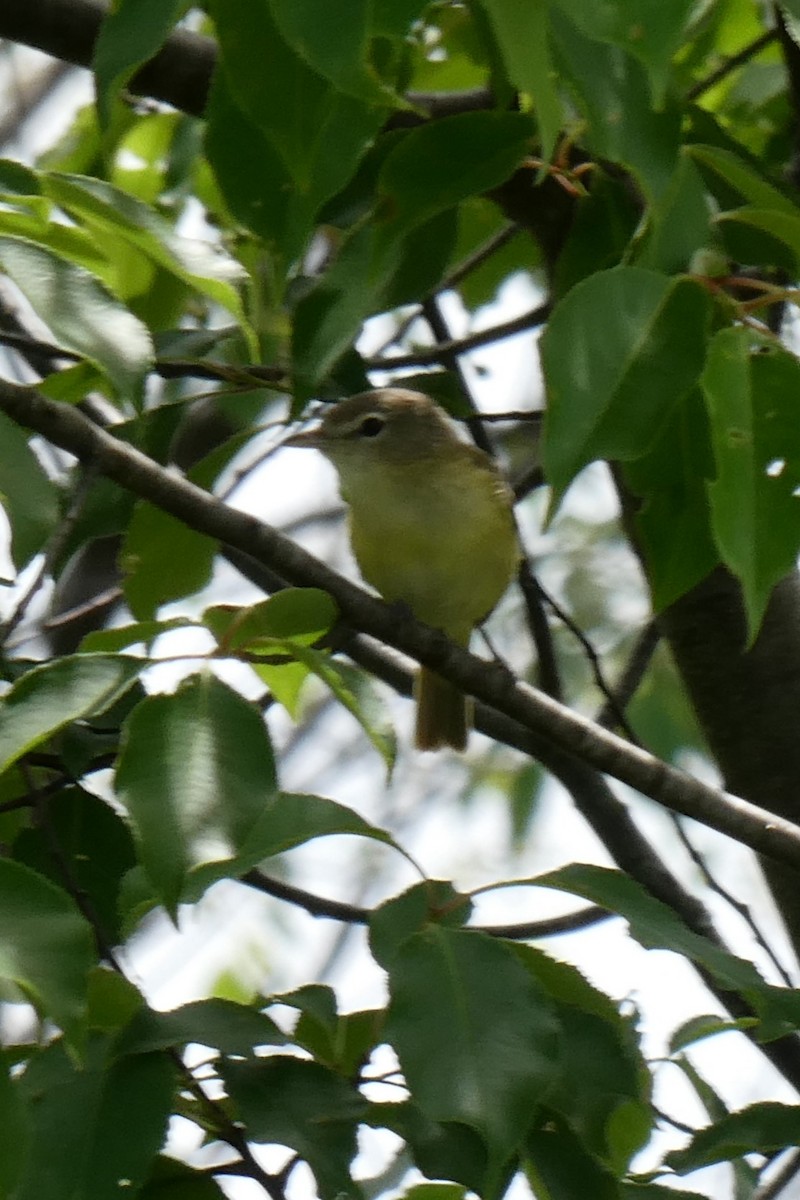 Bell's Vireo - ML619974202