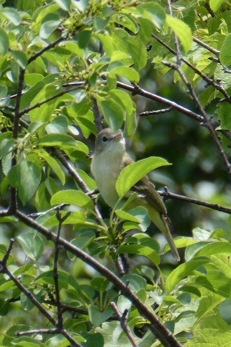 Braunaugenvireo - ML619974214