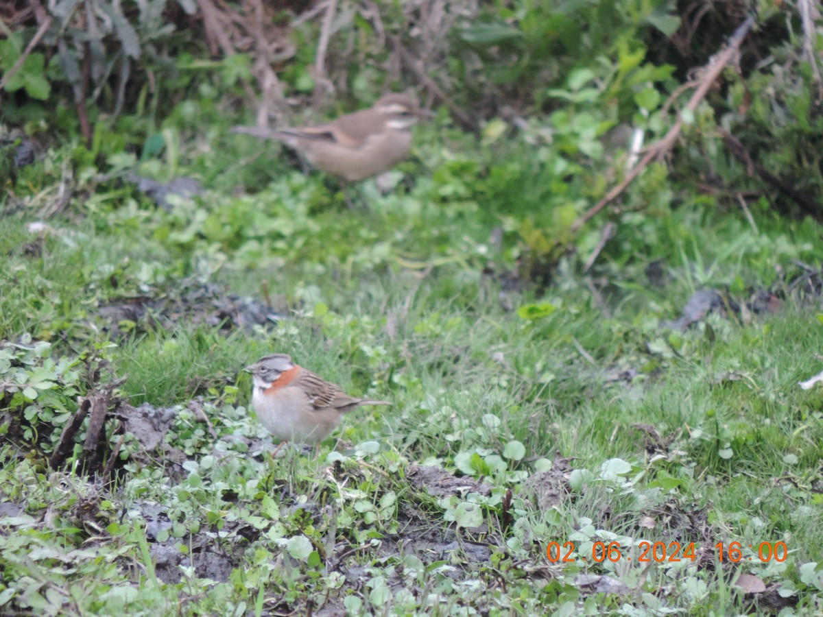 Rufous-collared Sparrow - ML619974221