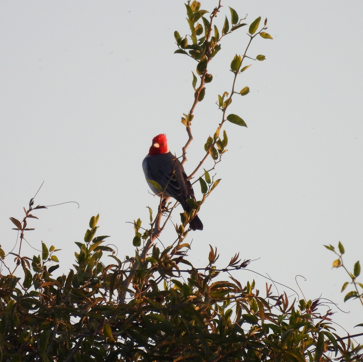 Red-crested Cardinal - ML619974251