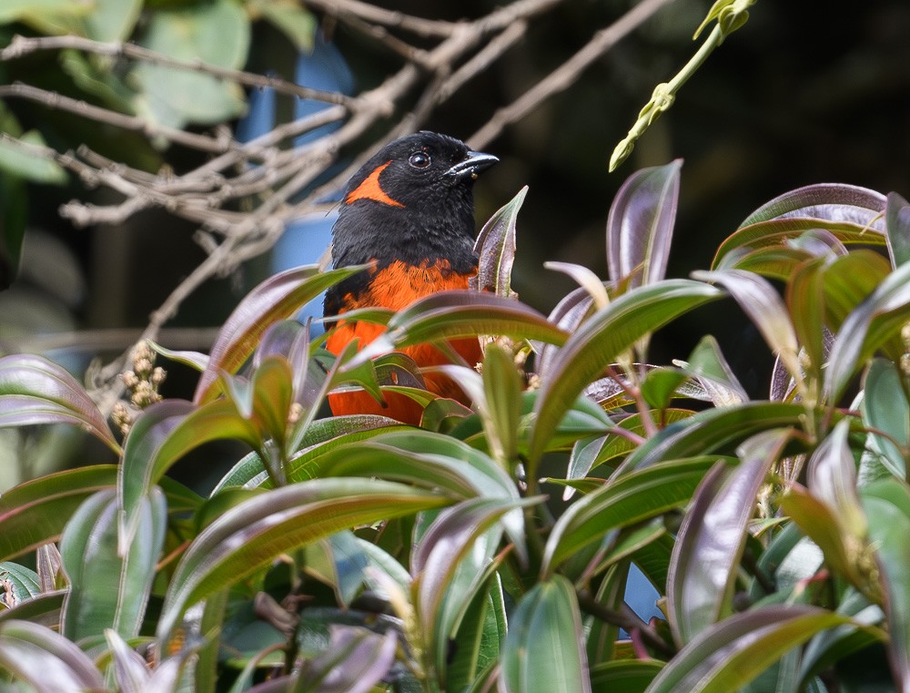 Scarlet-bellied Mountain Tanager - ML619974276