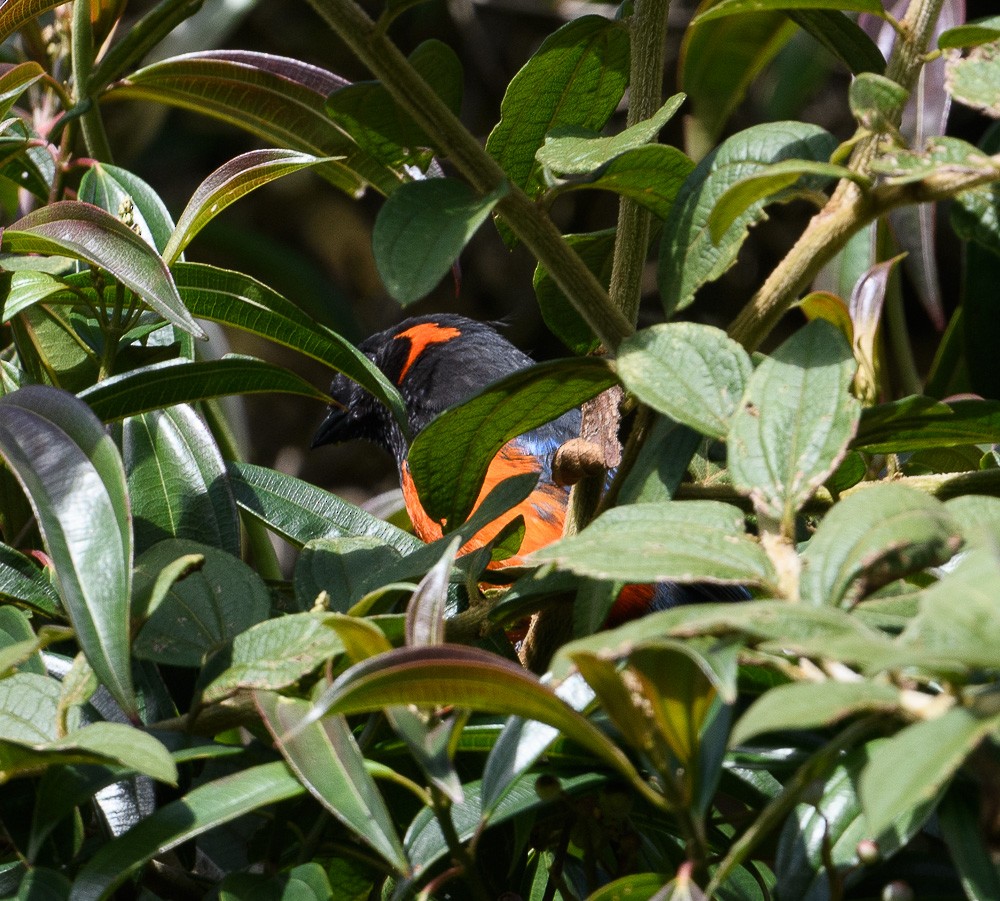 Scarlet-bellied Mountain Tanager - ML619974277