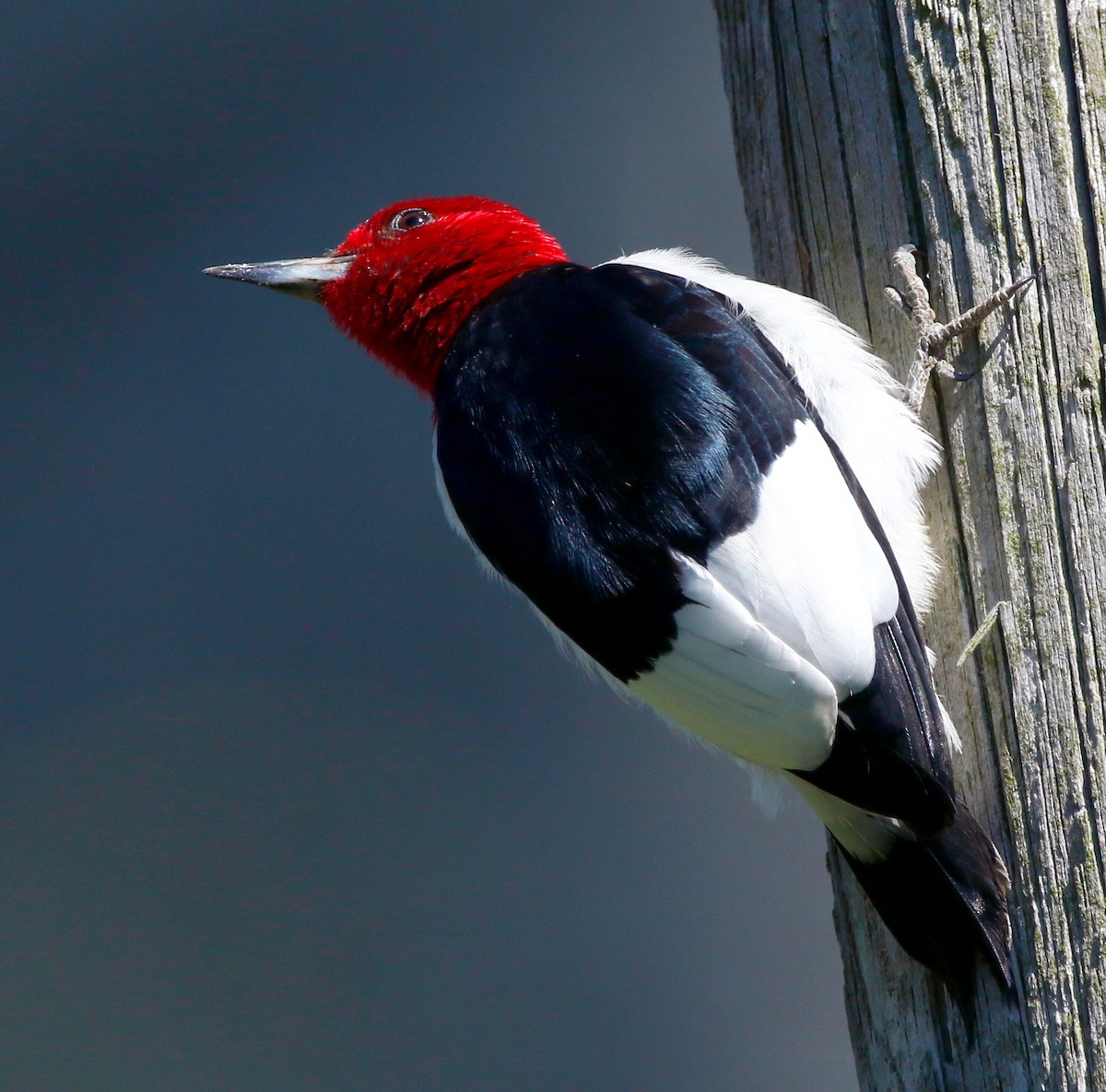 Red-headed Woodpecker - ML619974281