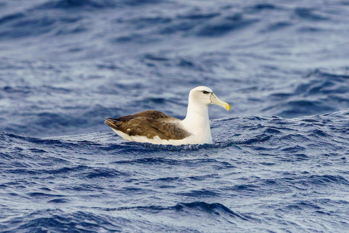 Albatros à cape blanche - ML619974293