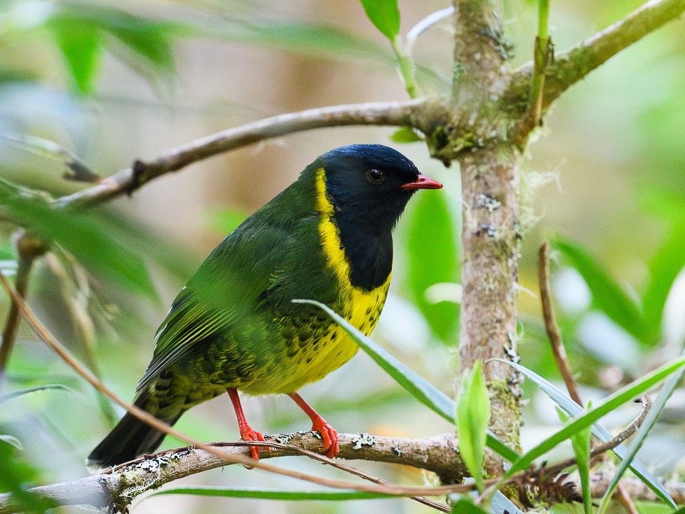 Band-tailed Fruiteater - ML619974305