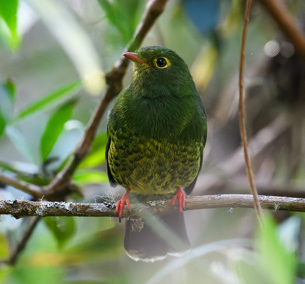 Cotinga à queue rayée - ML619974306