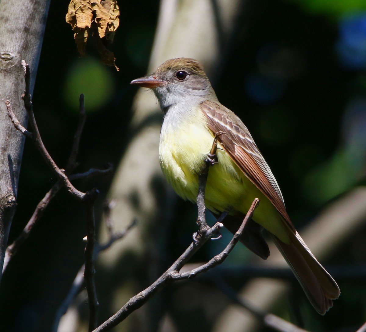 Great Crested Flycatcher - ML619974309