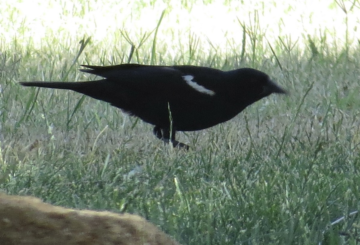 Tricolored Blackbird - ML619974319