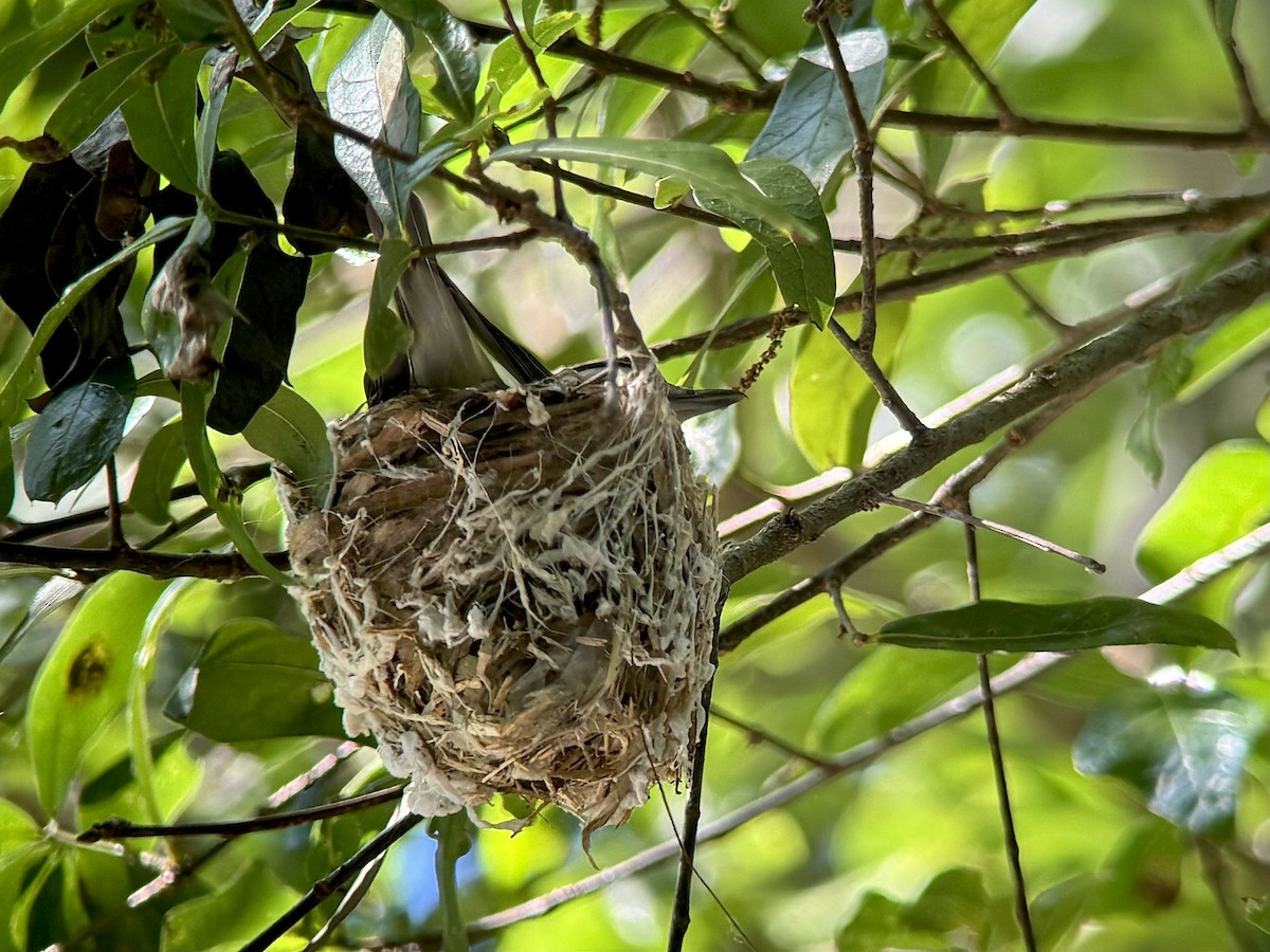 Vireo Ojirrojo - ML619974333